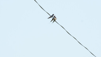 The barn swallow (Hirundo rustica)