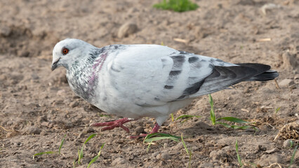 Feral pigeons (Columba livia domestica or Columba livia forma urbana)