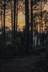 Naklejka premium sunset in the forest - path in the woods - pine trees silhouette during sunset