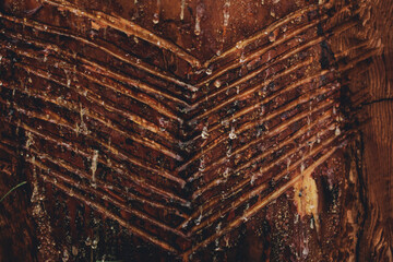 Pine Tree Resin - Extraction Pine Tree Sap - Sap from Tree