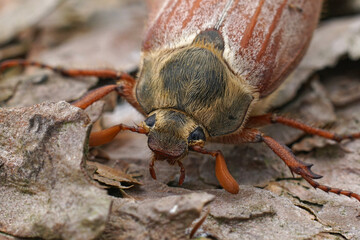 Frontal detailed closeup on a Maybeetle or  Maybug, Melolontha melolontha sitting on wood