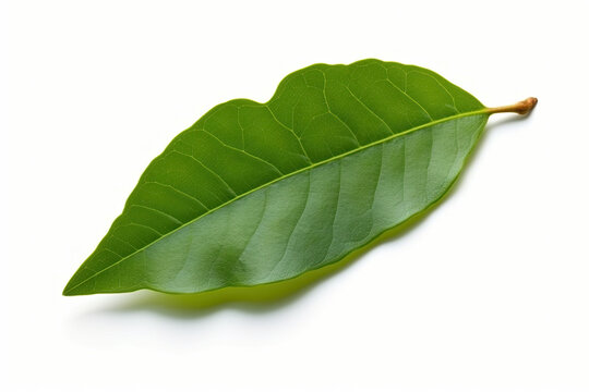 Sassafras leaf isolated created with Generative AI technology
