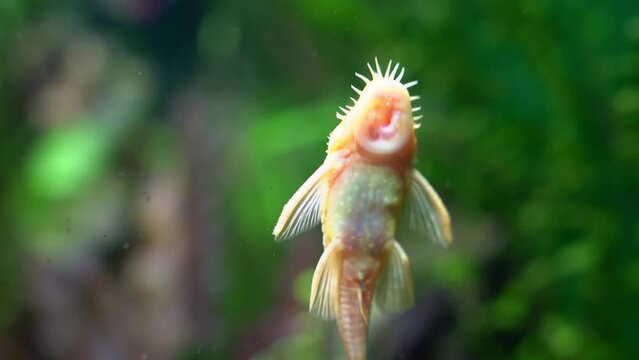 catfish cleans the glass in the aquarium by sucking on it