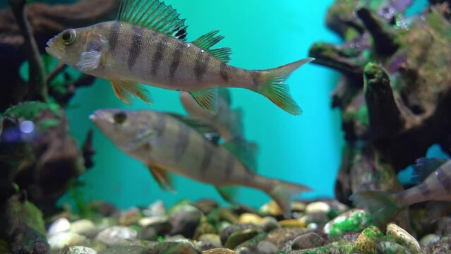 striped fish perch swim in the aquarium. Perca fluviatilis