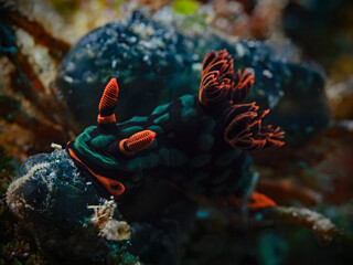 Nudibranch, Neonsternschnecke (Nembrotha kubaryana)