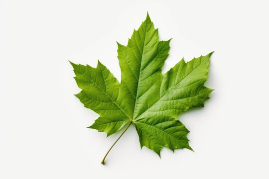 Sycamore leaf isolated created with Generative AI technology