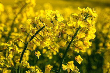 Blooming rapeseed field of Ukraine on a sunny day. Cultivation of rapeseed..