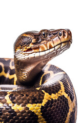Fototapeta premium close up of a anaconda isolated on a transparent background
