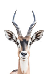 close up of a antelope isolated on a transparent background