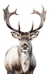 close up of a caribou isolated on a transparent background