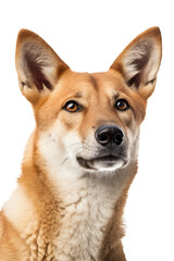 Obraz premium close up of a dingo isolated on a transparent background