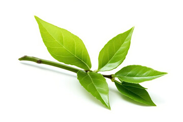 Tea leaf isolated created with Generative AI technology