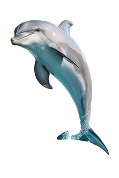close up of a dolphin isolated on a transparent background
