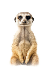 close up of a meerkat isolated on a transparent background