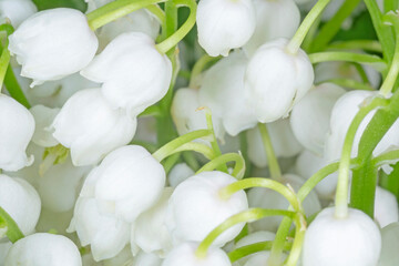 white lily of the valley flowers