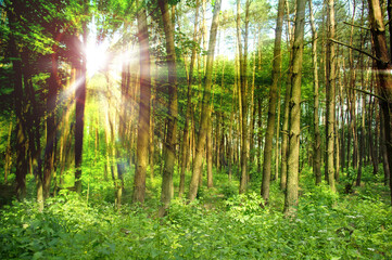 Trees in the forest. Sunlight in the branches of green trees in summer