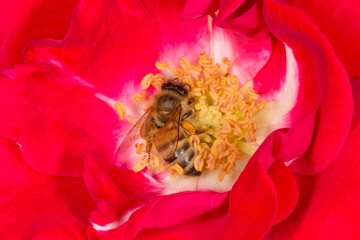 close up of bee gathering pollen inside red rose
