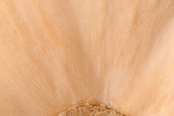 close up of butternut pumpkin peel texture