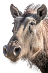 close up of a warthog isolated on a transparent background