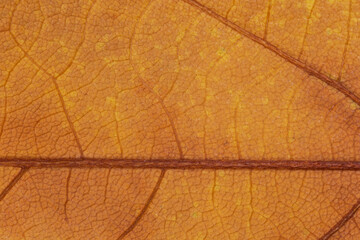 abstract autumnal background: close up of dry maple tree leaf