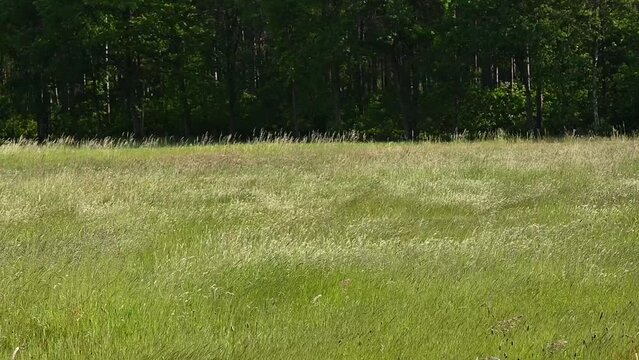Field with high flowering grass waving in the wind in Hoge Kempen national park, Genk, Flanders, Belgium