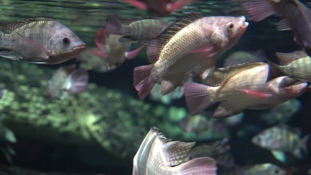 fish swim slowly in the clear illuminated water of the aquarium