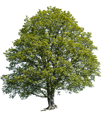gro&szlig;er Ahorn im Fr&uuml;hling