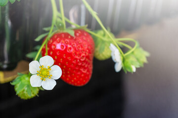 strawberry bush, strawberry berry and  flower in the garden
