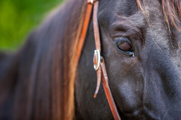 The eyes of a beautiful horse.