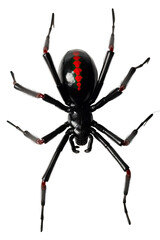 close up of a black widow spider isolated on a transparent background