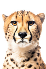 close up of a cheetah isolated on a transparent background