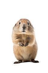 Fototapeta premium close up of a lemming isolated on a transparent background