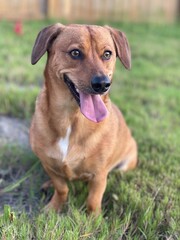 Dachshund mix