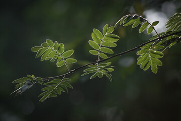 branch of a tree