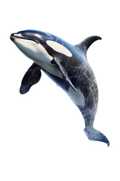 close up of a orca whale isolated on a transparent background
