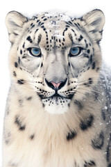 Fototapeta premium close up of a snow leopard isolated on a transparent background
