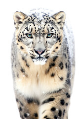 close up of a snow leopard isolated on a transparent background