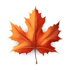 Fototapeta premium Autumn maple leaf isolated on white background