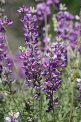 Silver Bush Lupine, Lupinus Albifrons Variety Albifrons, displaying springtime blooms in the San Rafael Mountains, a native perennial monoclinous shrub with raceme inflorescences.
