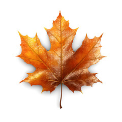 Obraz premium Autumn maple leaf isolated on white background