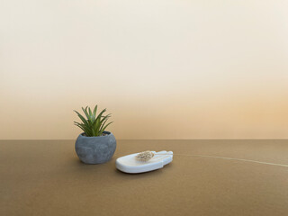 Green succulent in a pot with shadows on  beige background, copy space. Design mockup for product presentation background for branding in Japanese style with white stone hand and dry flower