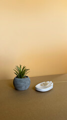 Green succulent in a pot with shadows on  beige background, copy space. Design mockup for product presentation background for branding in Japanese style with white stone hand and dry flower