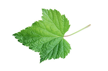 Green currant leaf isolated on white background