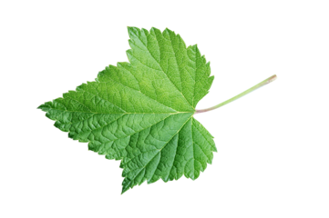 Green currant leaf isolated on white background