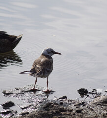 seagull on the beach