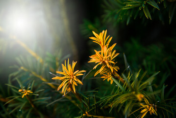 Obraz premium Green and yellow branches of a yew tree with sun light in nature. Tree branches background