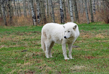 White Wolfdog, Canada