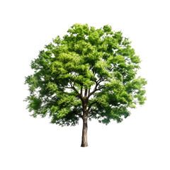 Fototapeta premium Tree isolated on transparent background. Generative ai