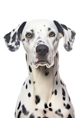 close up of a dalmatian isolated on a transparent background