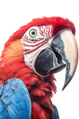 close up of a macaw isolated on a transparent background
